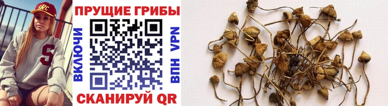 Галлюциногенные грибы Cubensis  Батайск 